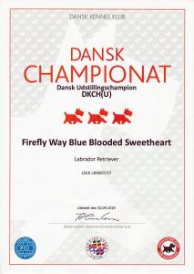 DK CH Firefly Way Blue Blooded sweetheart